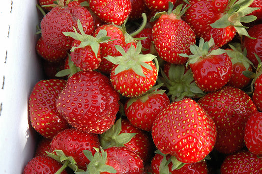 Strawberry-Seascape 3.5"C