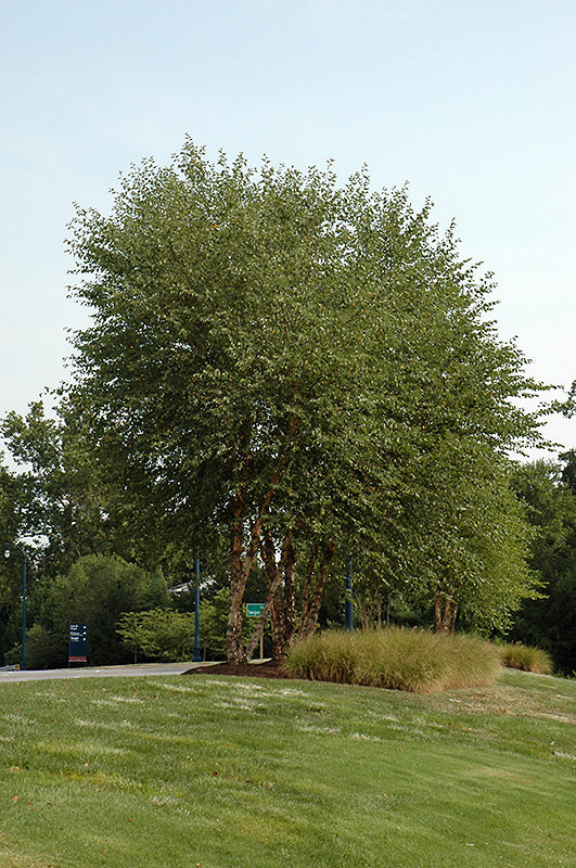 Birch-Heritage River 10' 25C