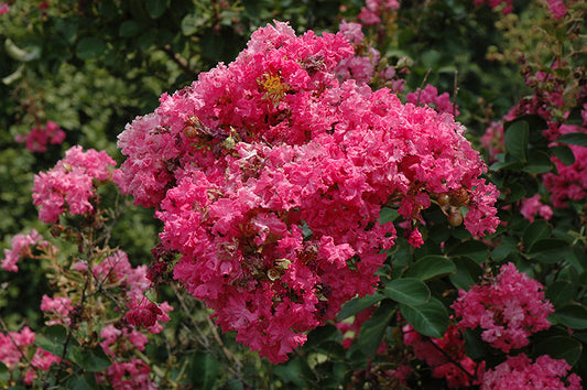 Crapemyrtle-Tonto 5C