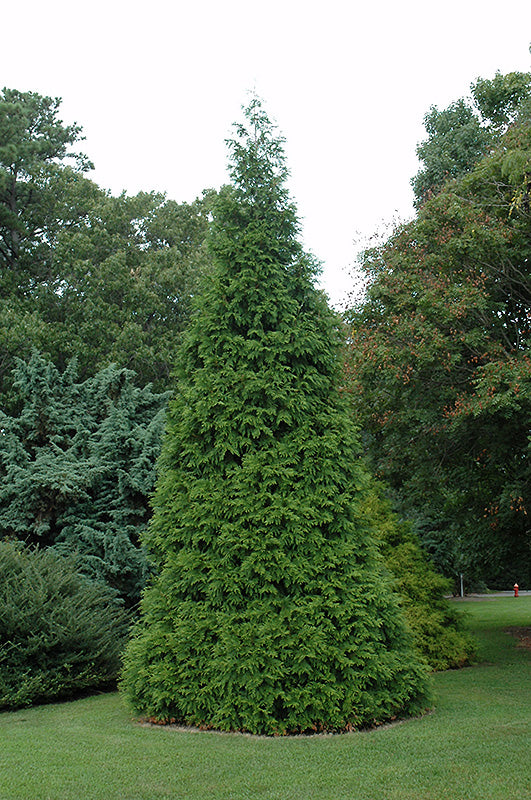 Arborvitae-Green Giant 10C