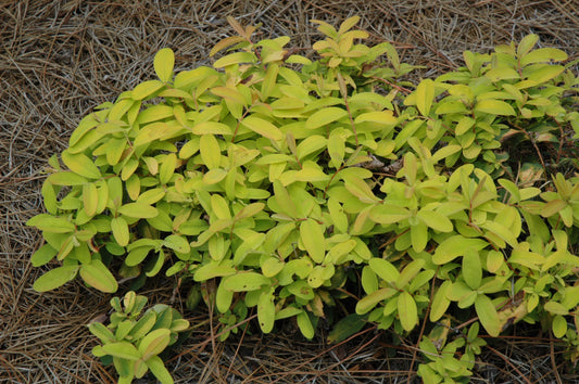 Hypericum-Brigadoon 1C
