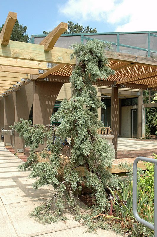 Cypress-Raywood's Weeping 6C