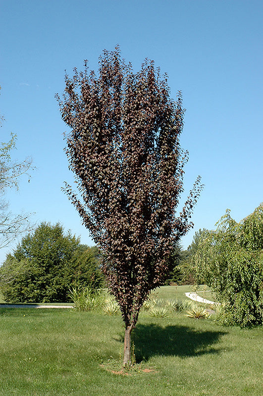 Plum-Crimson Pointe 1.5"BP