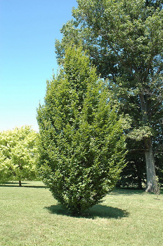 Hornbeam-Frans Fontaine 2.0"B