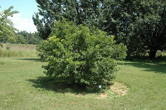 Ginkgo-Jade Butterflies 6C