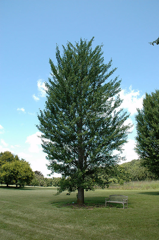 Ginkgo-Princeton Sentry 15C