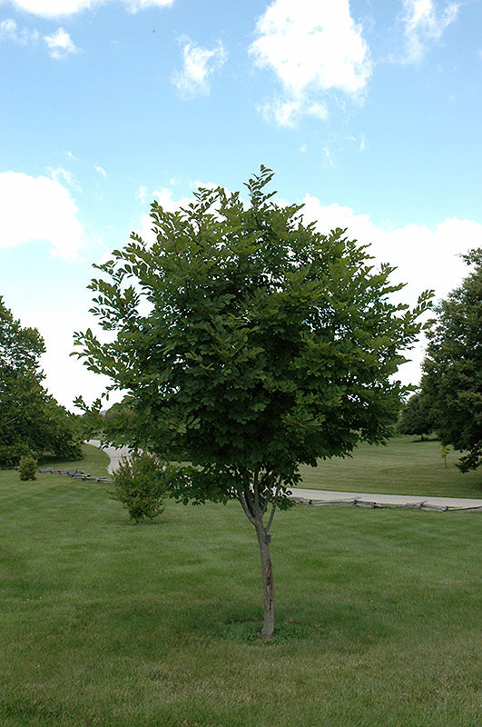 Yellowwood-Perkins Pink 2.0"B