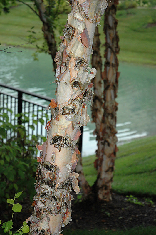 Birch-River 1.5" 25C
