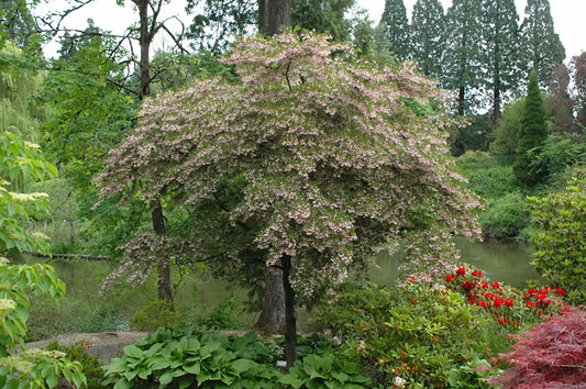 Snowbell-Pink Chimes 15C