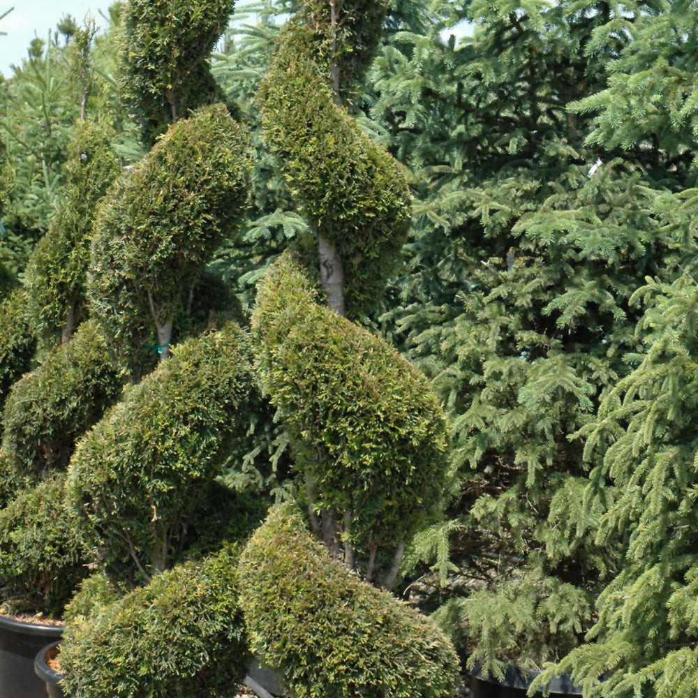 Arborvitae-Emerald Green Spiral 3-4' 15C