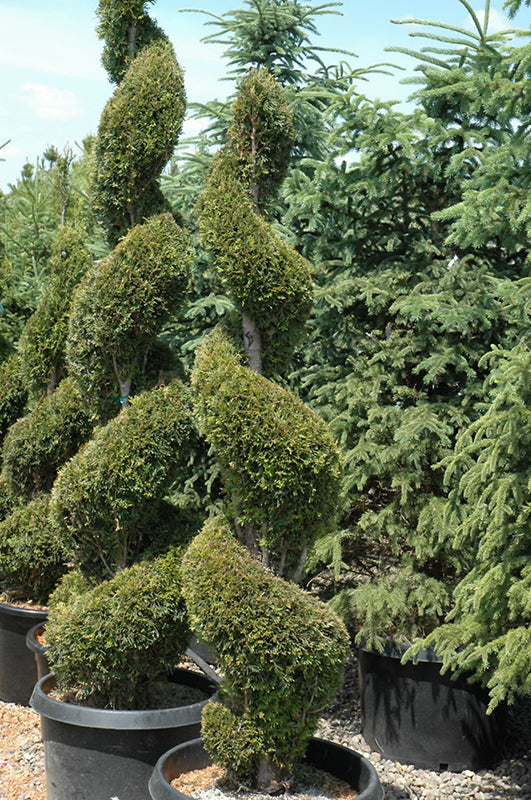 Arborvitae-Emerald Green Spiral 4'B