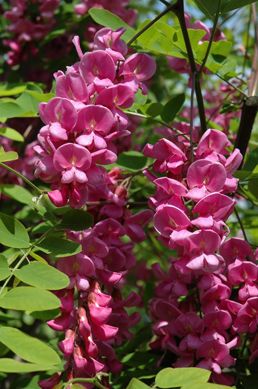 Locust-Purple Robe 15C