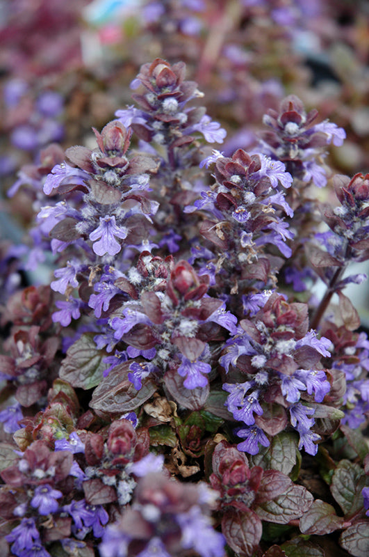 Ajuga-Bronze Beauty 2.5"C