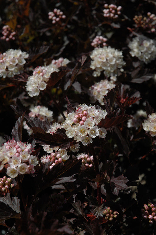 Ninebark-Tiny Wine® 3CP