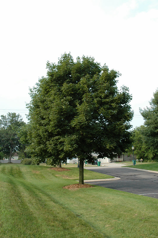 Maple-Pacific Sunset® 1.75"B