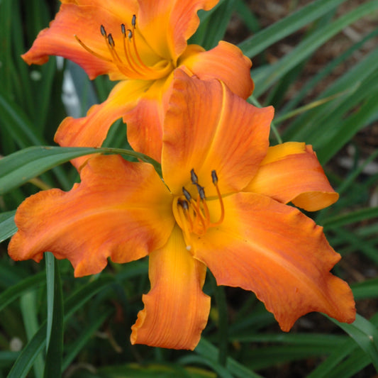 Daylily-Primal Scream 1C