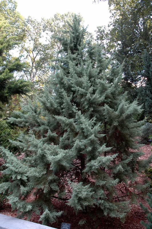 Cypress-Chaparral 6C