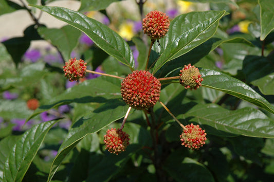 Cephalanthus-Button Bush 3C