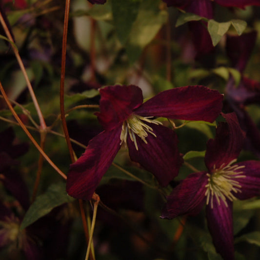 Clematis-Sweet Summer Love 1C