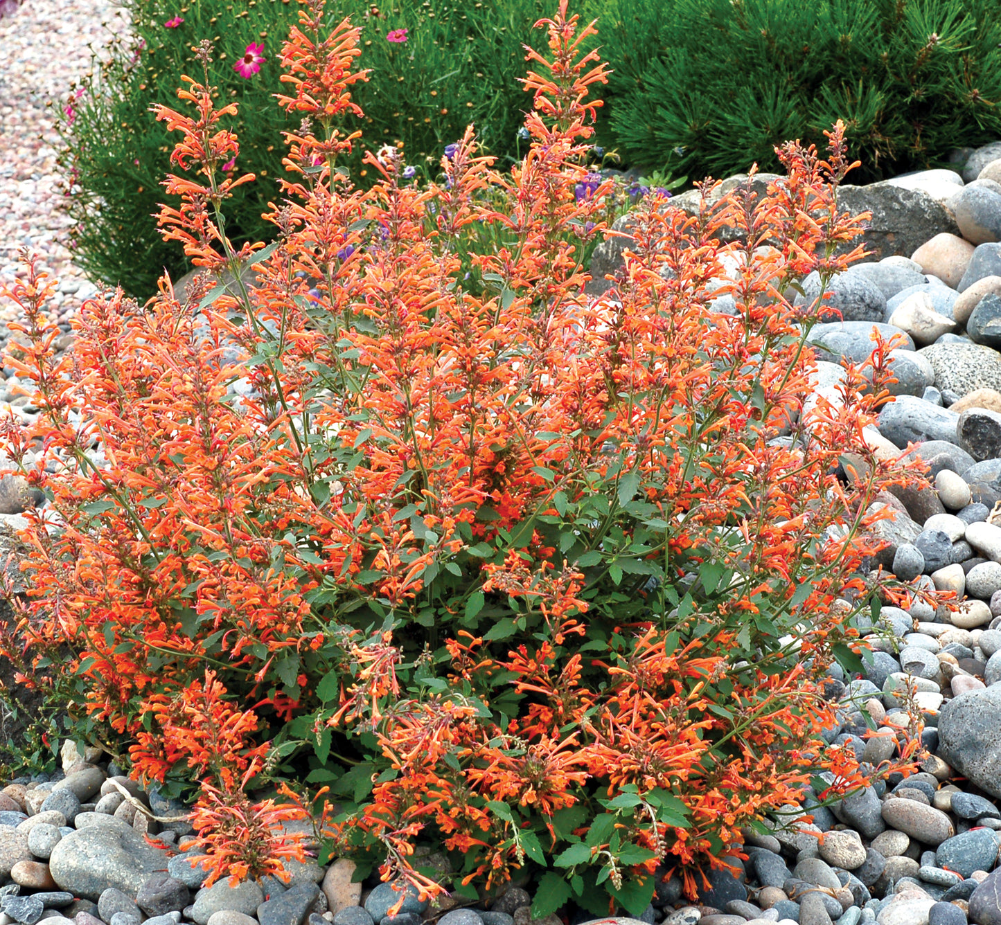Agastache-Kudos Mandarin 1C