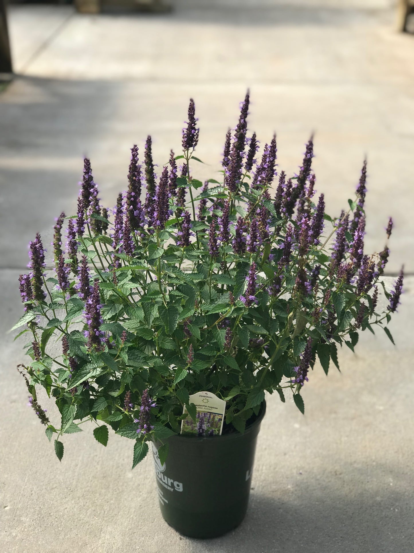 Agastache-Little Adder 1C