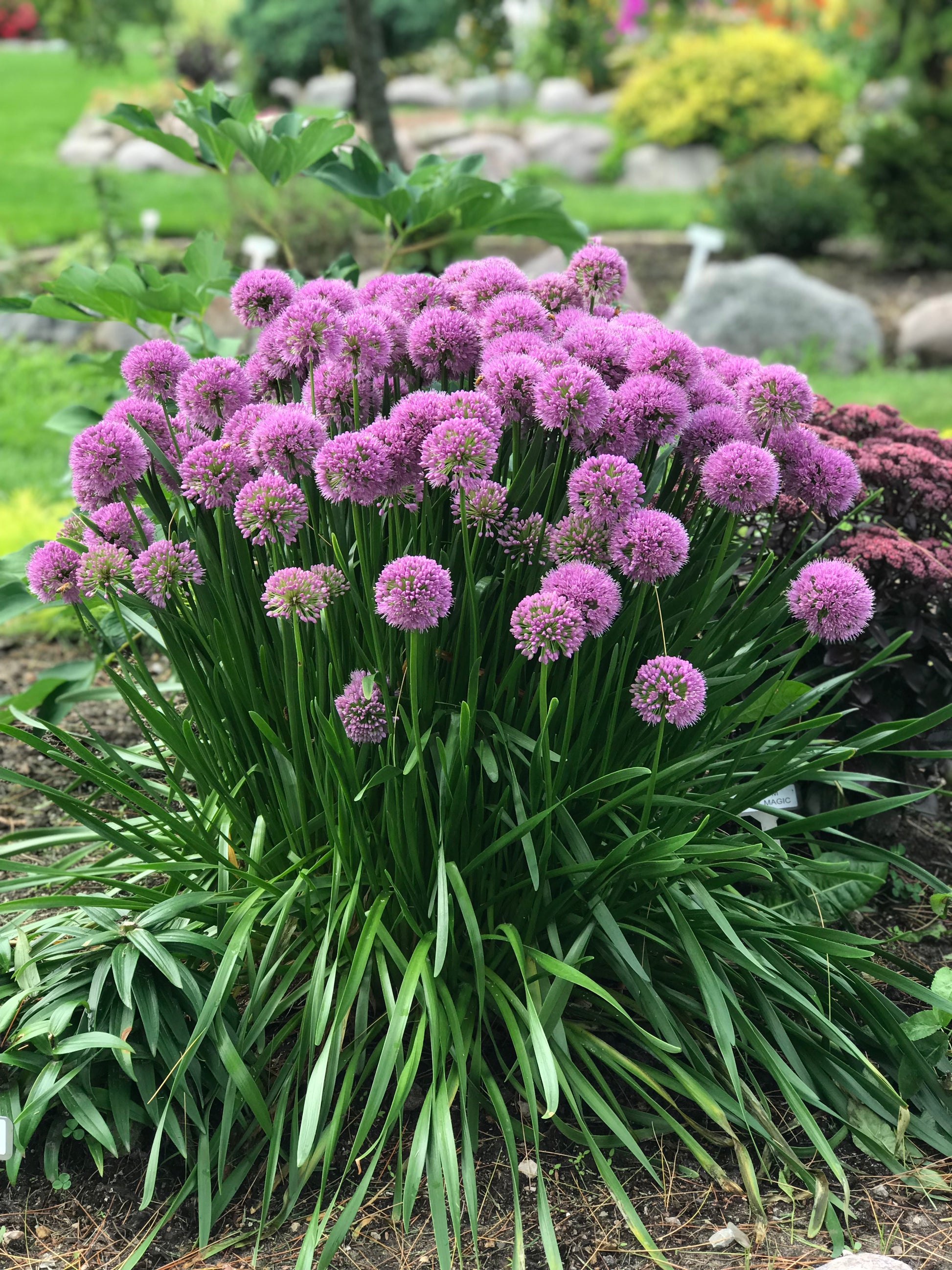 potted allium plants for sale Allium-Millenium 1C – Country Arbors Nursery