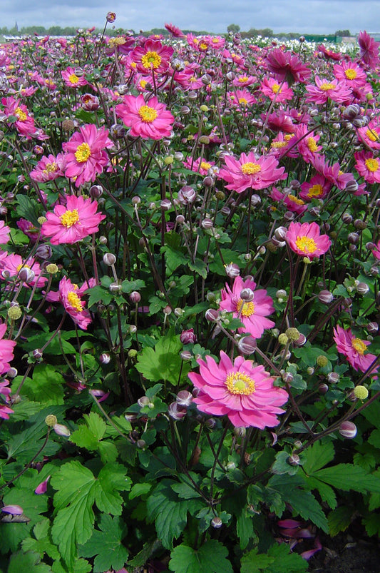 Anemone-Pamina 1C