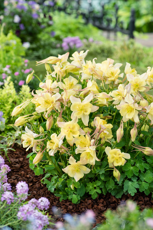 Aquilegia-Earlybird Yellow 1C