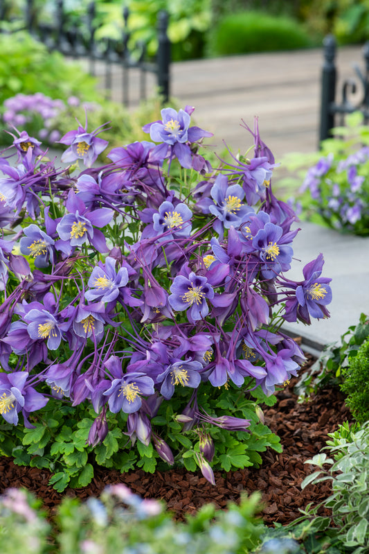 Aquilegia-Earlybird Purple Blue 1C