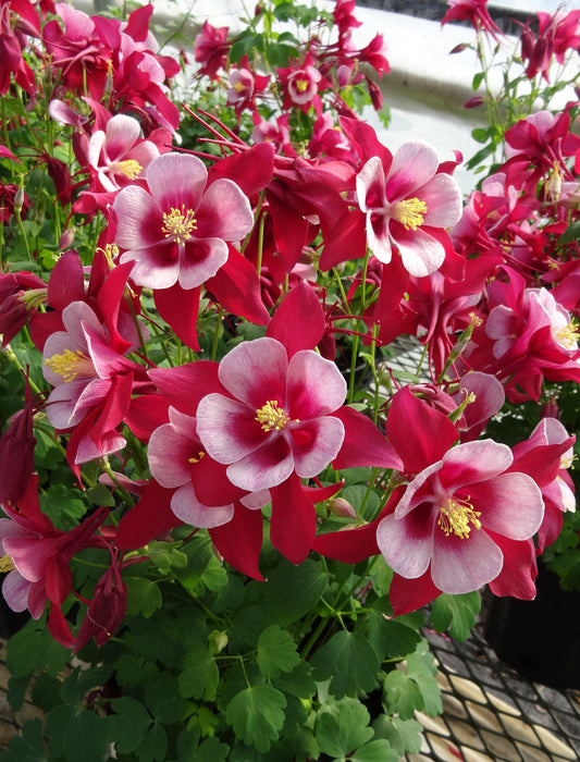 Aquilegia-Songbird Cardinal 1C