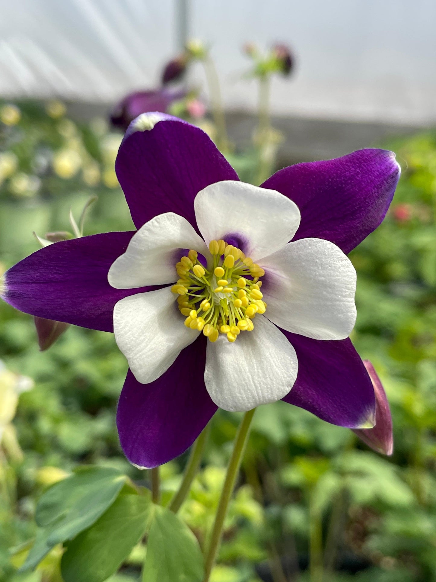 Aquilegia-Swan Violet and White 1C