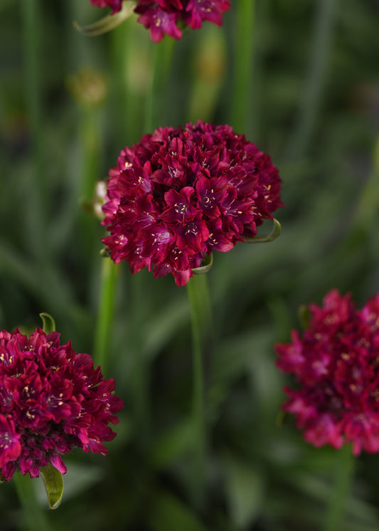 Armeria-Hypnotic Dreams 1C