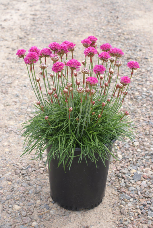 Armeria-Splendens 1C