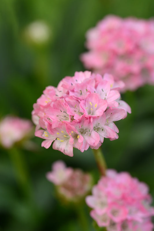 Armeria-Daydream 1C