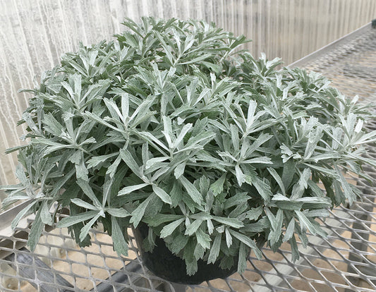 Artemisia-GardenGhost 1C