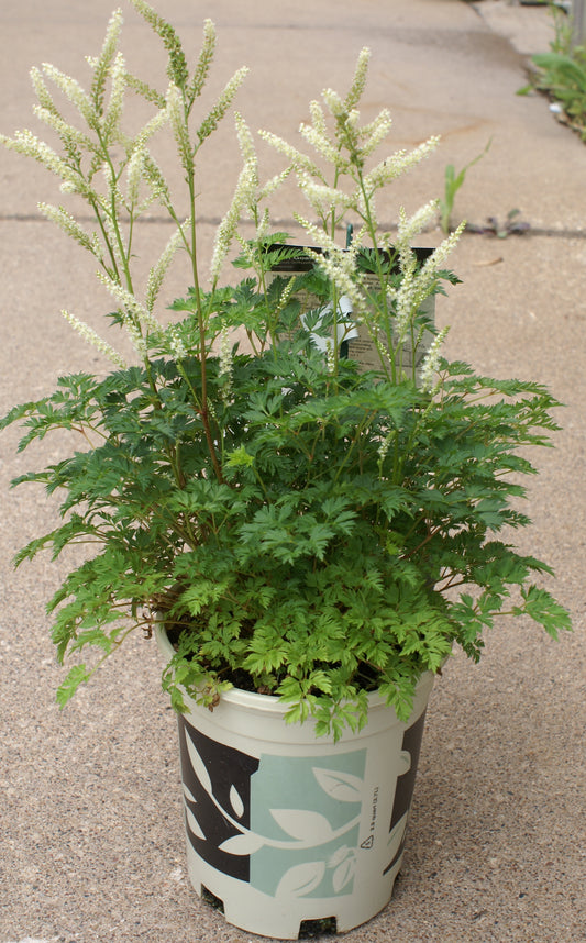 Aruncus-Aethusifolia 1C
