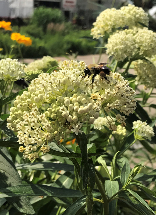 Asclepias-Ice Ballet 1C