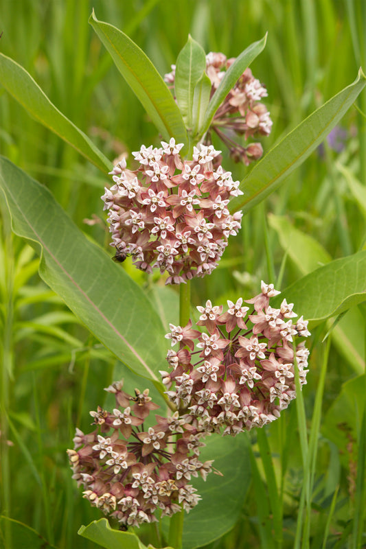 Asclepias-Common 1C