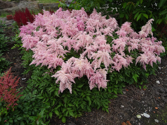 Astilbe-Fireworks Pink 1C