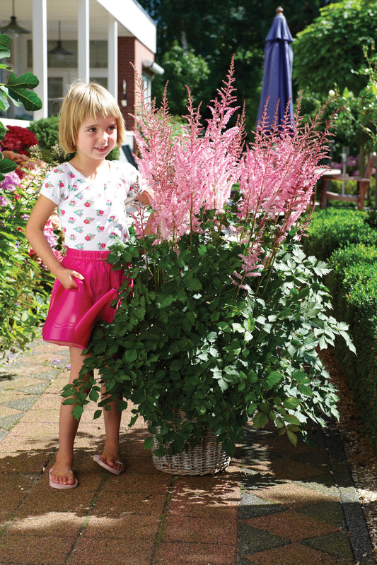 Astilbe-Mighty Pip 1C