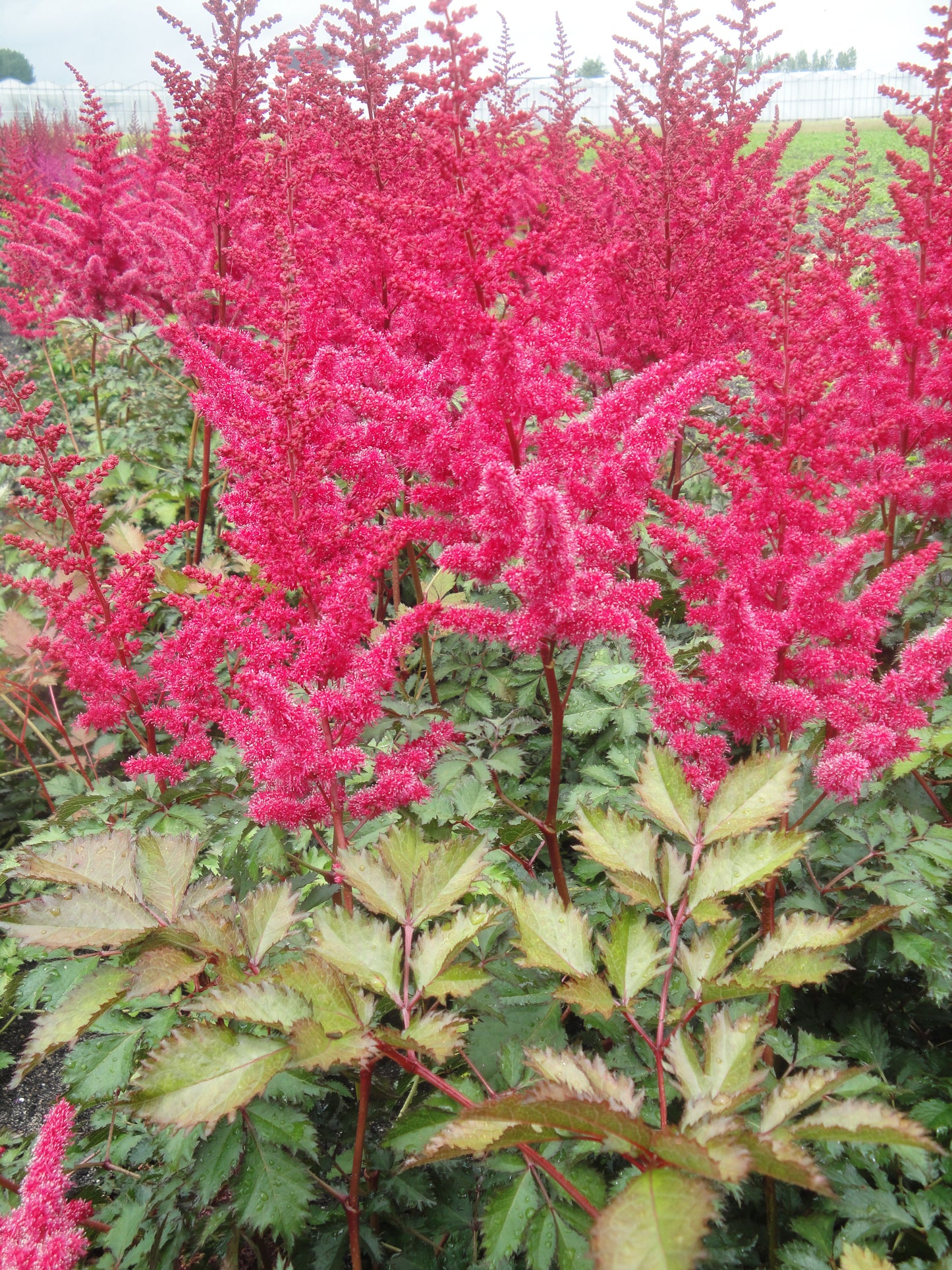 Astilbe-Mighty Red Quin 1C