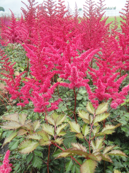 Astilbe-Mighty Red Quin 1C
