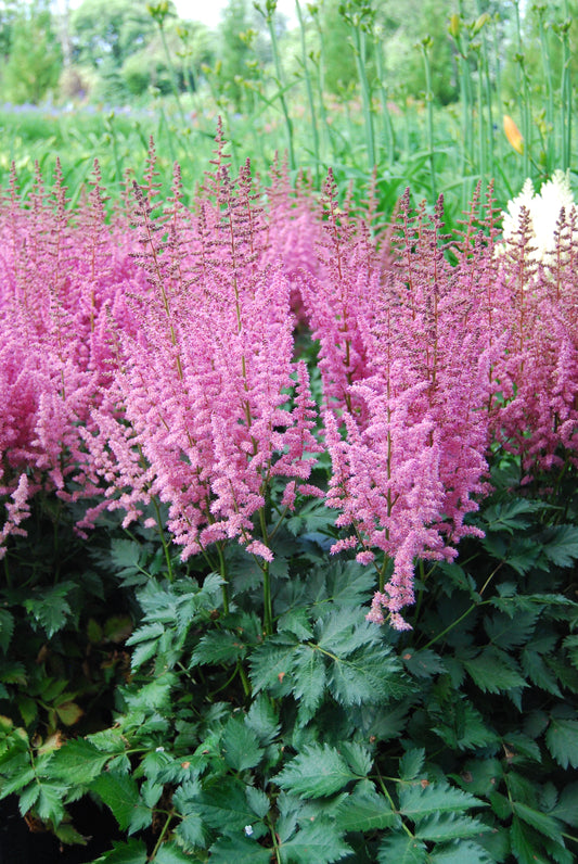 Astilbe-Vision In Pink 1C