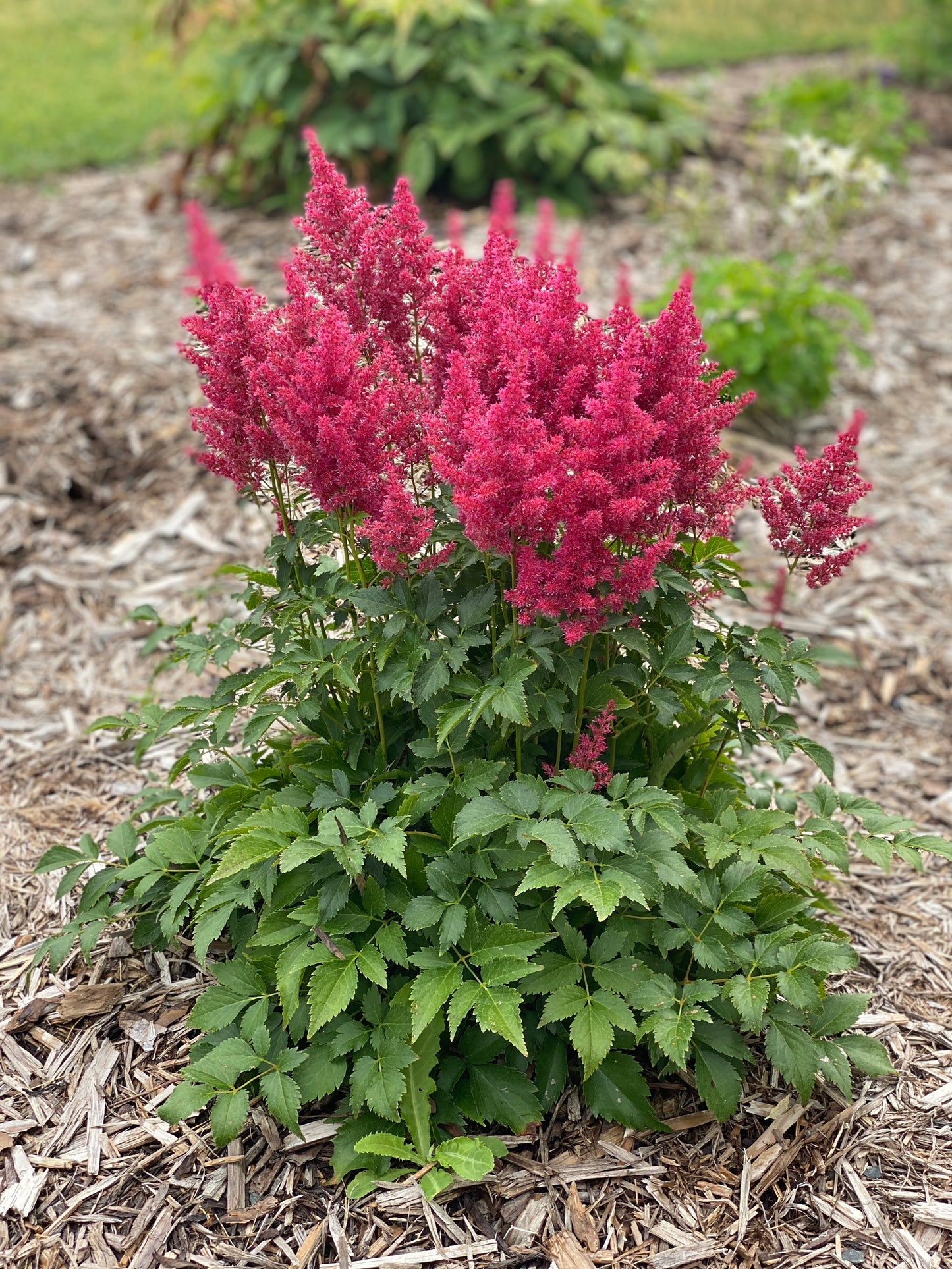 Astilbe-Younique Ruby Red 1C