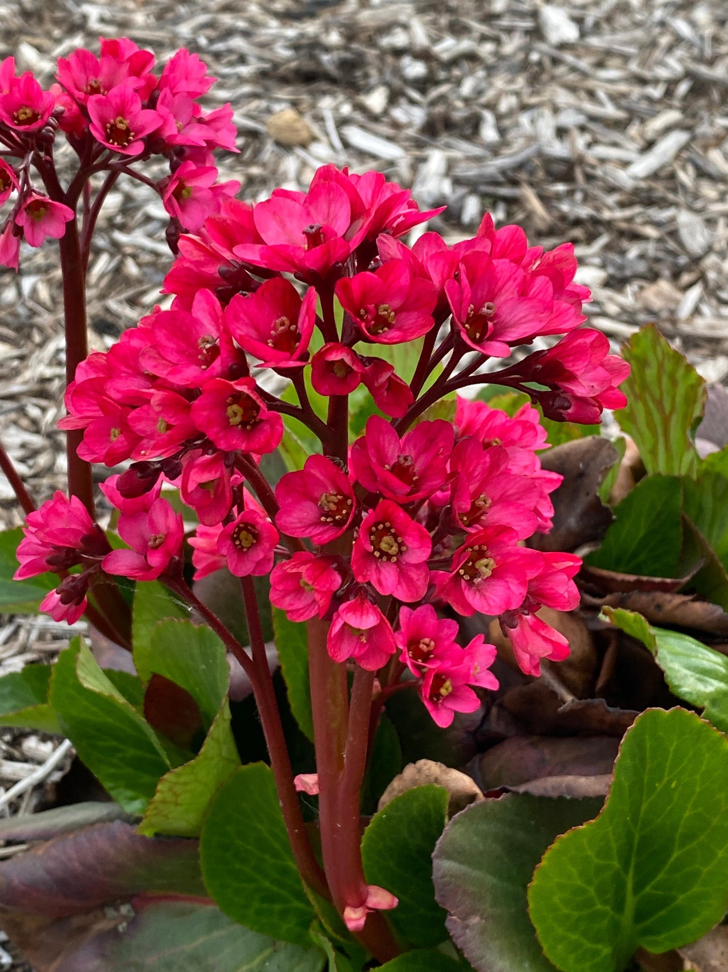 Bergenia-Vintage Rose 1C