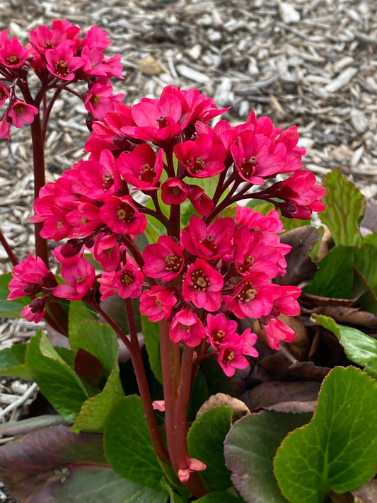 Bergenia-Vintage Rose 1C