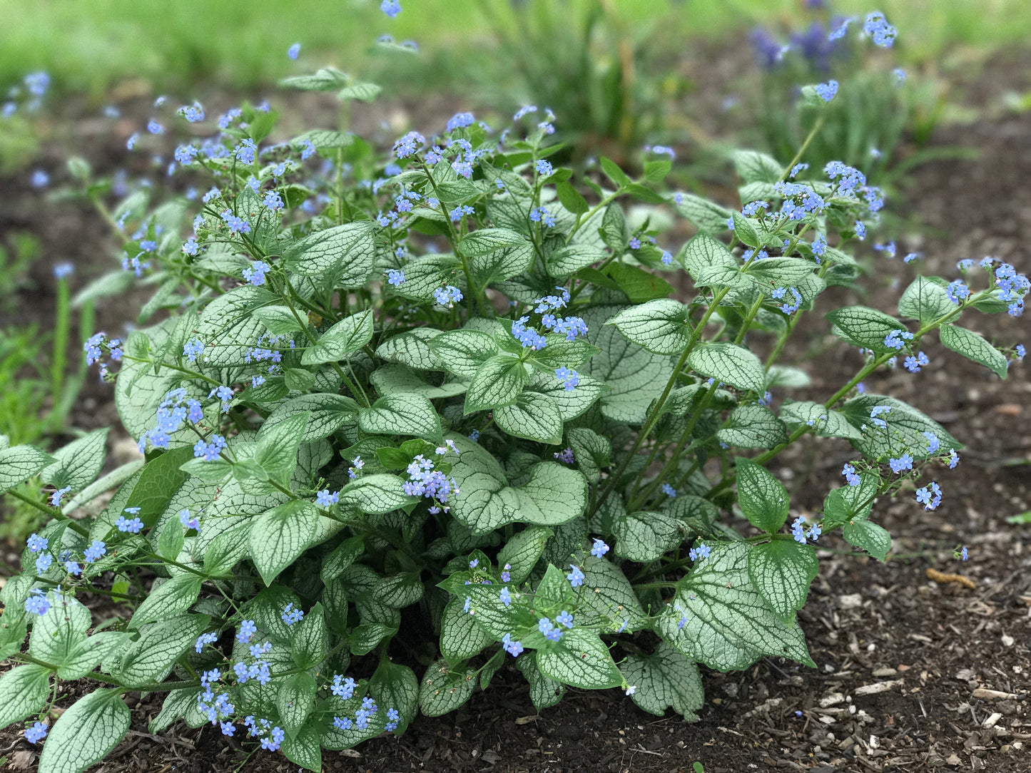 Brunnera-Sea Heart 1C