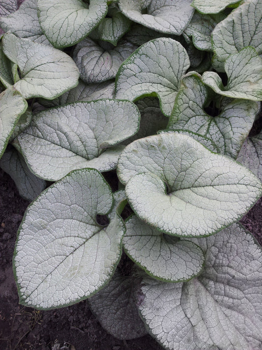 Brunnera-Silver Heart 1C
