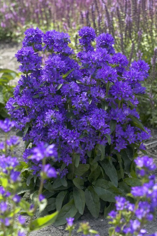 Campanula-Freya 1C