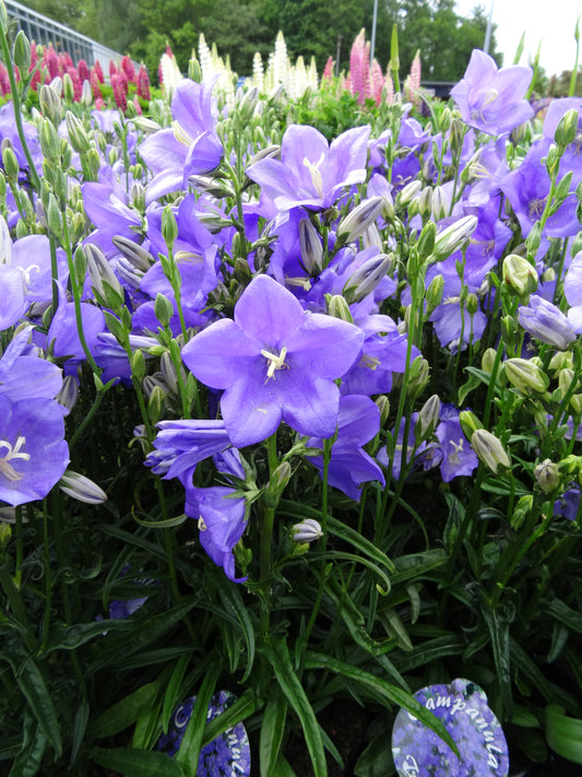 Campanula-Takion Blue 1C